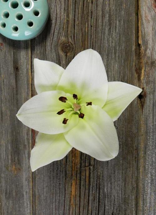 LITOUWEN  WHITE L.A. HYBRID LILIES